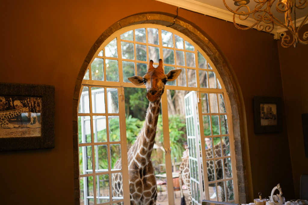 giraffe manor