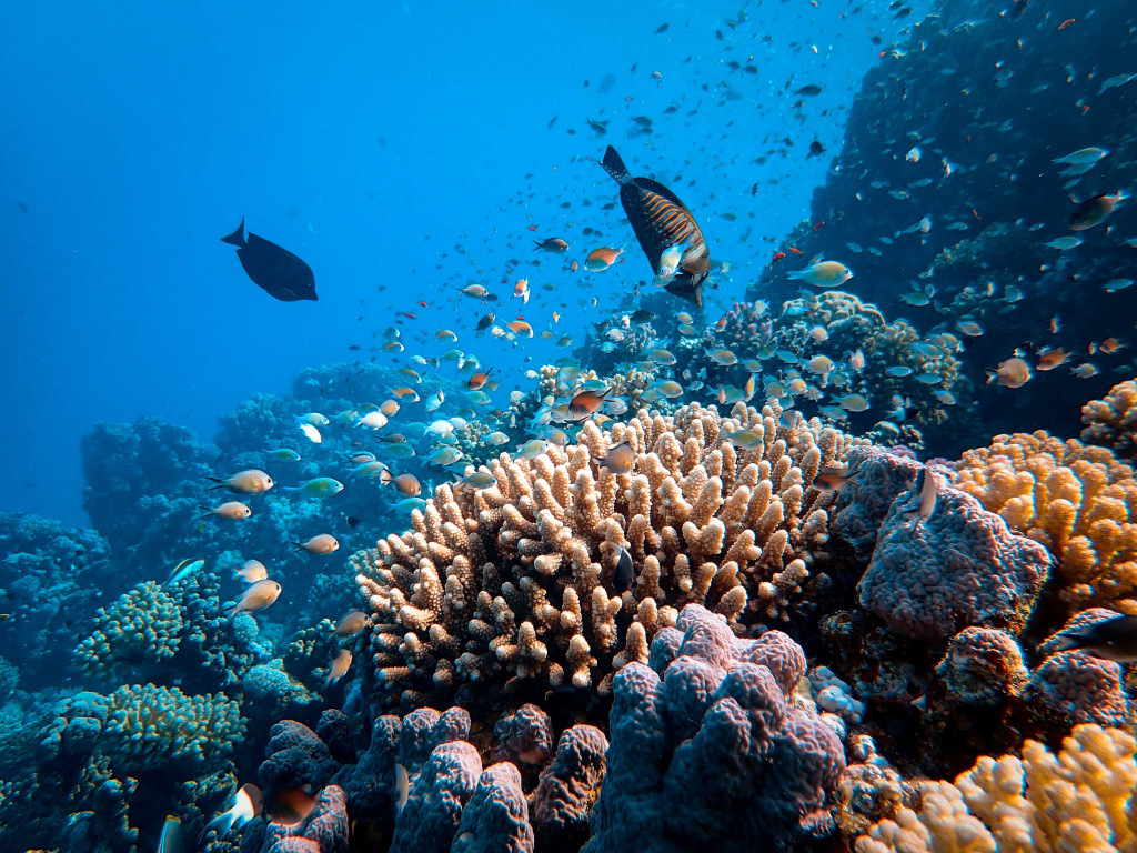 australia reef