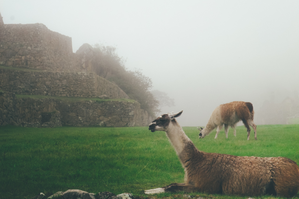 Alpacas in Peru