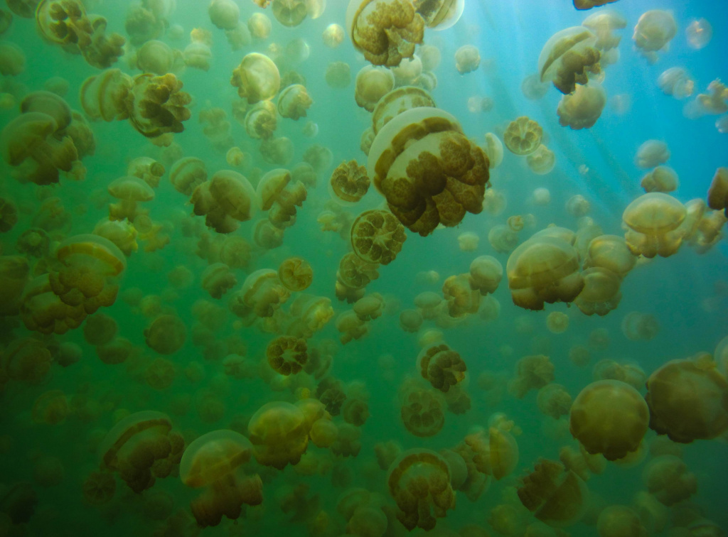  Jellyfish Lake