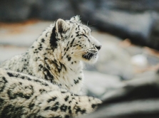 rare-animals-of-central-asia-6-species-from-the-red-list