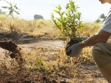 major-companies-in-uzbekistan-involved-in-key-eco-projects