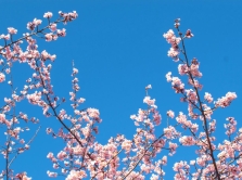 navruz-in-uzbekistan-spring-awakening-and-cultural-heritage