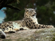 from-snow-leopards-to-sand-cats-animals-from-the-red-book-of-central-asia